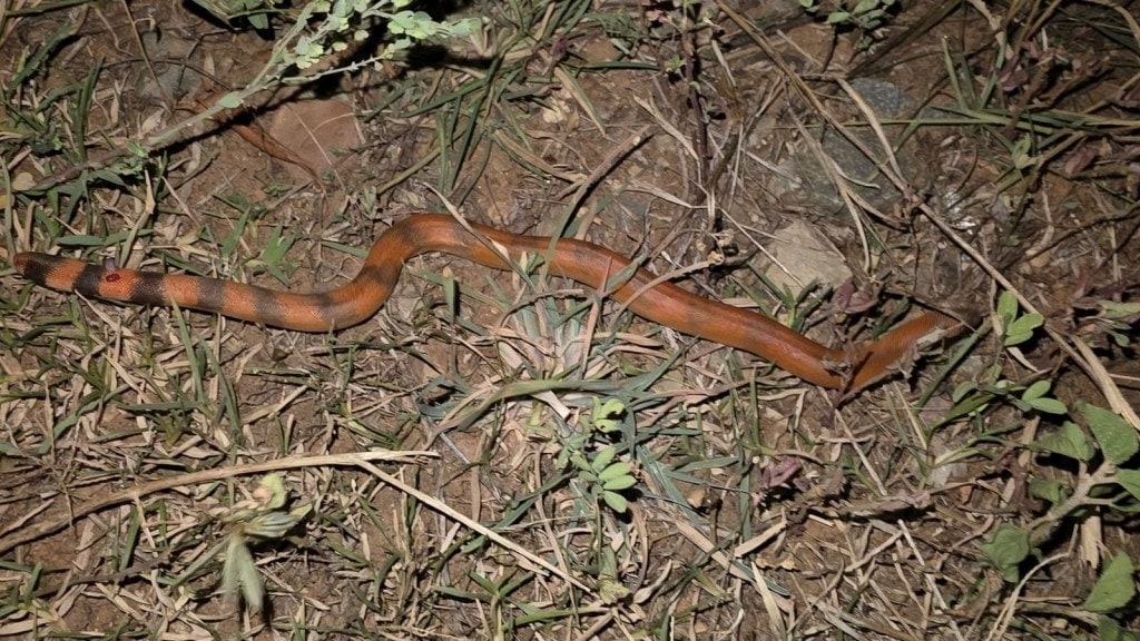 know about two mouth snake