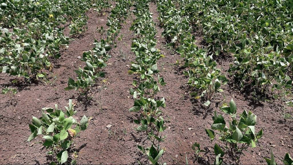 Kharif crops withered... Farmers worried as no rain in Jalgaon
