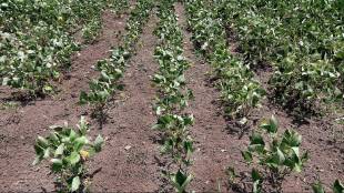 Kharif crops withered... Farmers worried as no rain in Jalgaon