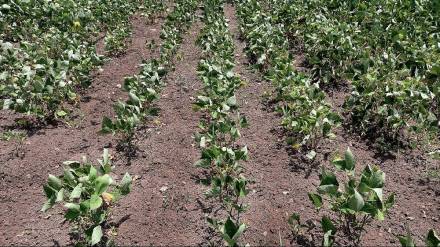 Kharif crops withered... Farmers worried as no rain in Jalgaon