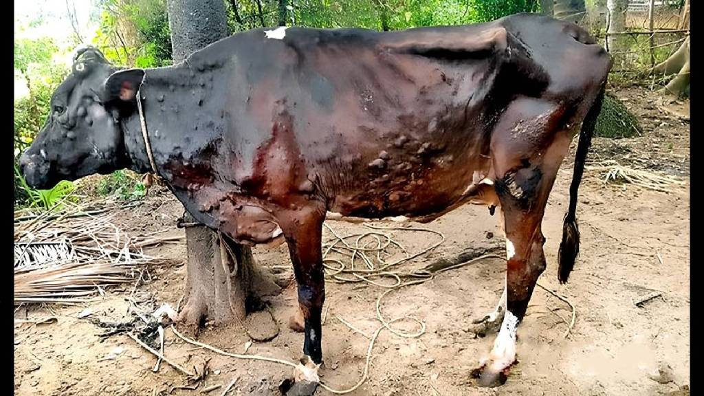 jalgaon lumpy skin disease