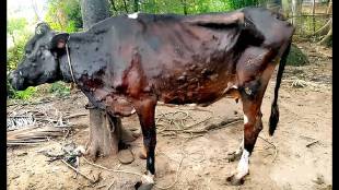 jalgaon lumpy skin disease
