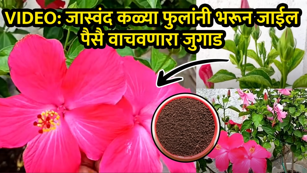 Jaswand flowers grow marathi tips homemade khat with chai powder banana peels tea powder use for hibiscus flower plant fertilizer video