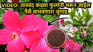 Jaswand flowers grow marathi tips homemade khat with chai powder banana peels tea powder use for hibiscus flower plant fertilizer video
