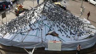 High Court upholds ban on feeding pigeons Mumbai print news