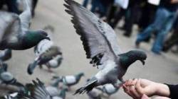 कबुतरांना खाद्य घातल्याप्रकरणी मुंबईत पहिला गुन्हा दाखल