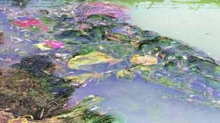 Taloja area in danger due to increasing pollution in Kasadi river