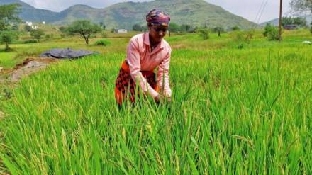 Kharif sowing