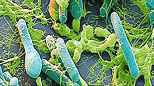 bacteria clostridium botulinum