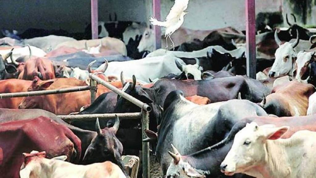 Number of Deoni and Lal Kandhari cattle breeds combined in the state has crossed three lakhs