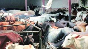 Number of Deoni and Lal Kandhari cattle breeds combined in the state has crossed three lakhs