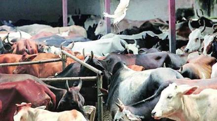 Number of Deoni and Lal Kandhari cattle breeds combined in the state has crossed three lakhs
