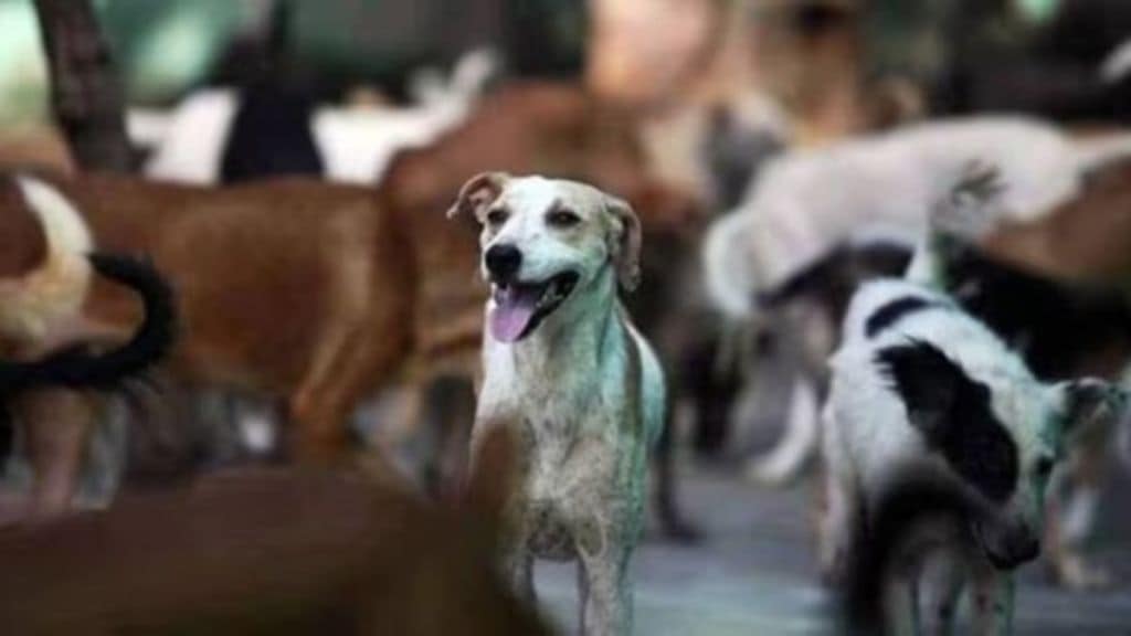 Man Shoots Dead 25 Dogs