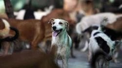 Man Shoots Dead 25 Dogs : क्रूरतेचा कळस! २५ कुत्र्यांची पाठलाग करत गोळ्या घालून हत्या; व्हिडीओ पाहून अनेकांचा संताप