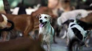 Man Shoots Dead 25 Dogs
