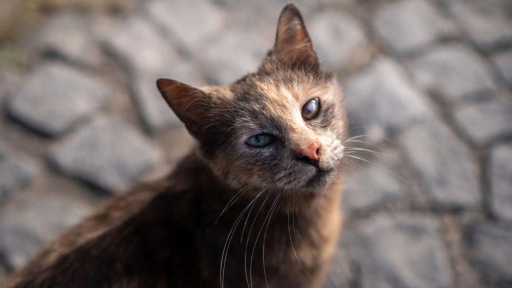 Cat Kumar seeks residential certificate in bihar