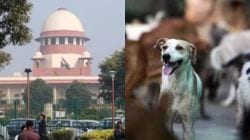 Supreme Court On Stray Dogs : दिल्ली-NCR मधील सर्व भटक्या कुत्र्यांना ८ आठवड्यांत पकडा; सर्वोच्च न्यायालयाचा महत्त्वाचा आदेश