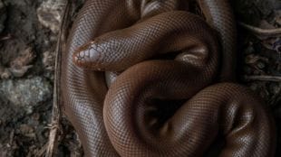 red sand boa protection