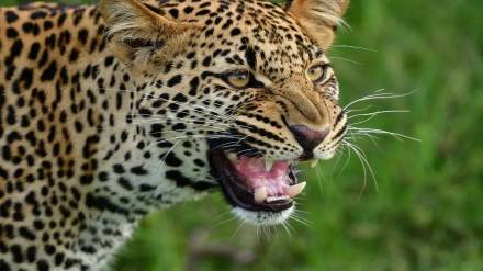 Three year old boy killed in a leopard attack in Vadner Dumala area near