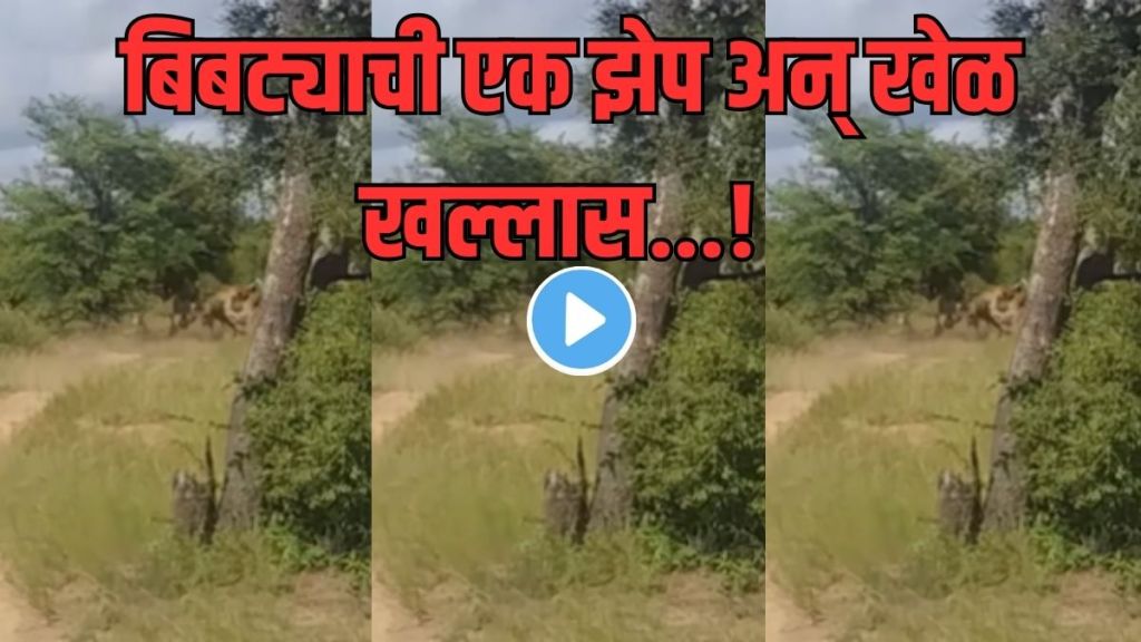Leopard Hunting Video