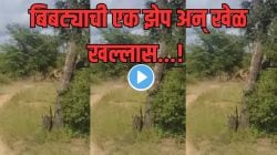 बिबट्याने रचला खतरनाक डाव अन् ‘त्या’ निष्पाप जीवाचा क्षणात खेळ खल्लास; बिबट्याने नेमका काय डाव टाकला? पाहा Video