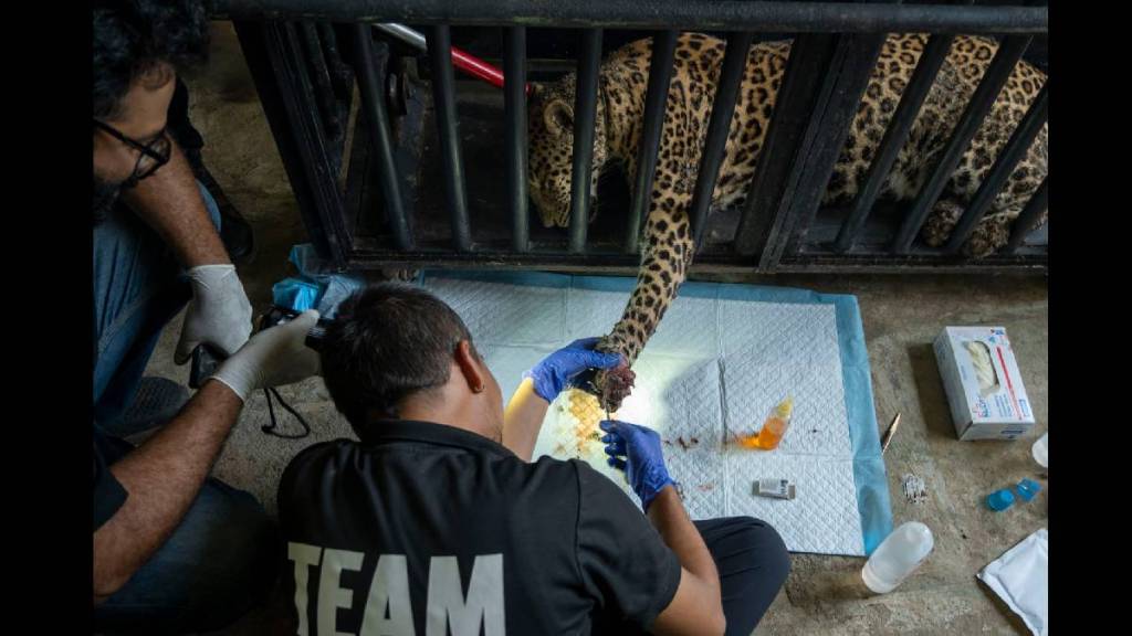 Rescue of a female leopard trapped in an iron trap set for hunting