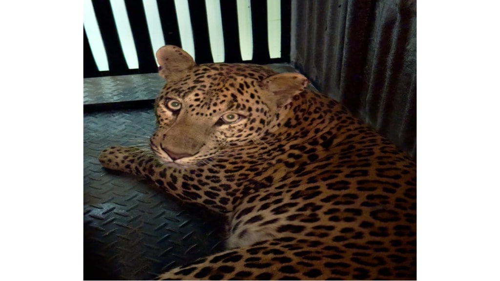 leopard trapped by forest department after villagers ultimatum in nashik