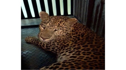 leopard trapped by forest department after villagers ultimatum in nashik