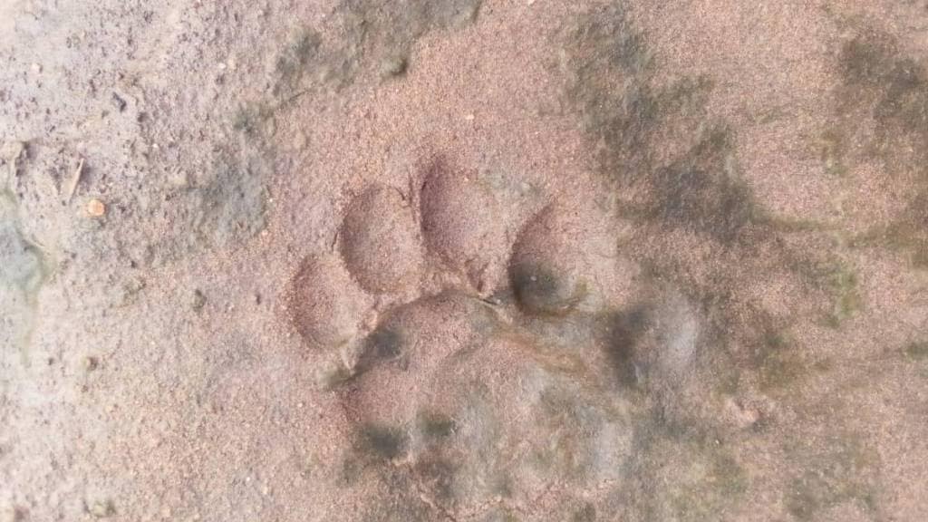 leopard