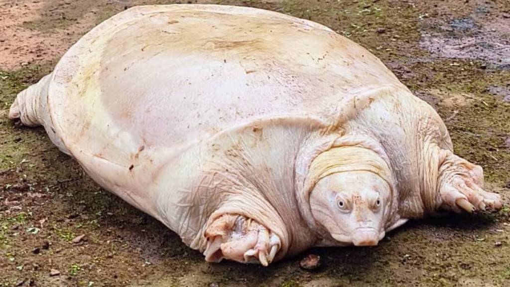 rare leucistic turtle found in Chembur,