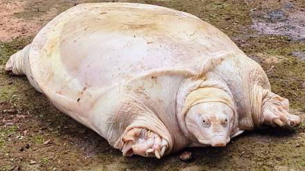 rare leucistic turtle found in Chembur,