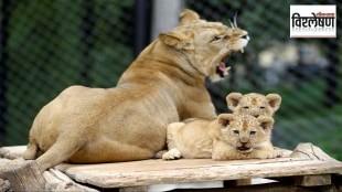 Barbary lion conservation, Barbary lion cubs birth, endangered Barbary lions, Barbary lions in captivity, reintroducing Barbary lions,