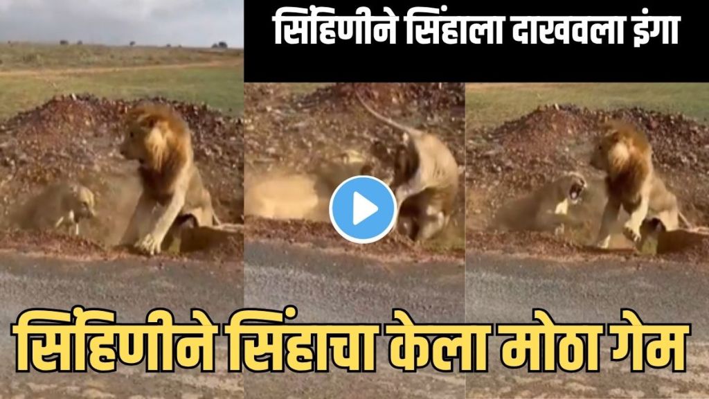 Jungle king viral video