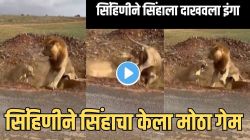 याला म्हणतात बायकोचा धाक! सिंहाने मारली डरकाळी, पण सिंहिणीच्या एकाच झापडीत झाला सगळा गेम! VIDEO पाहून पोट धरून हसाल