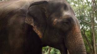 After the meeting in Mumbai the sentiment of the local leaders of the abbots is to get Mahadevi back