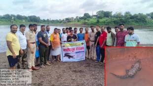 Crocodile sighted on the western bank of the Koyna River on Monday