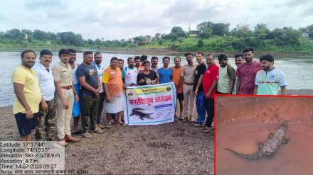 Crocodile sighted on the western bank of the Koyna River on Monday