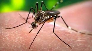 Dengue malaria and chikungunya cases spike in Mumbai