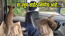 VIDEO: “आईशिवाय ते पिल्लू…’ बिबट्याच्या पिल्लाला गाडीतून घेऊन जाणाऱ्या माणसाला वनाधिकाऱ्यांनी दिला धडा; पोस्ट शेअर करत सांगितलं नेमकं काय घडू शकतं…
