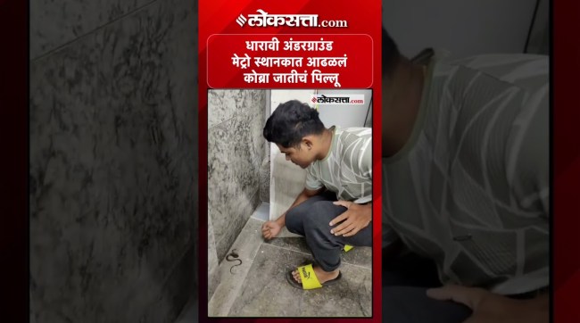 A baby rattlesnake was caught at Dharavi Underground Metro Station with the help of snake enthusiasts