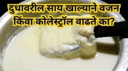 दुधावरील ‘साय’ आरोग्यासाठी घातक? डॉक्टरांनी उघड केला कोलेस्ट्रॉल आणि वजन वाढीचा खरा संबंध!