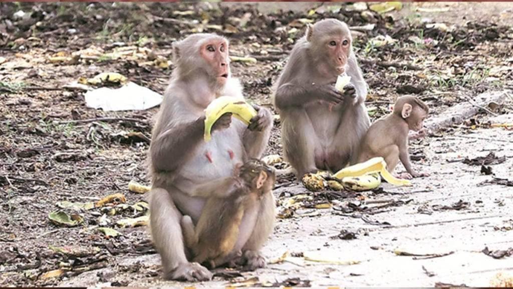 Action under Wildlife Protection Act for feeding monkey in Satara