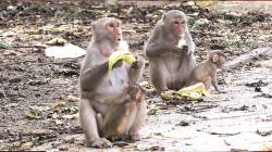 साताऱ्यात माकडाला खाद्यपदार्थ दिल्याबद्दल गुन्हा; वन्यजीव संरक्षण कायद्यानुसार कारवाई