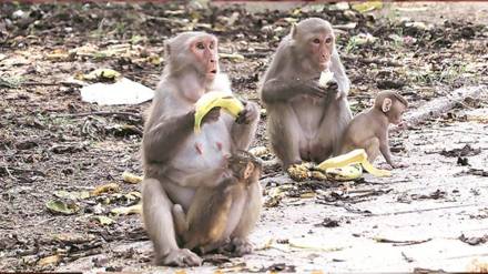 Action under Wildlife Protection Act for feeding monkey in Satara