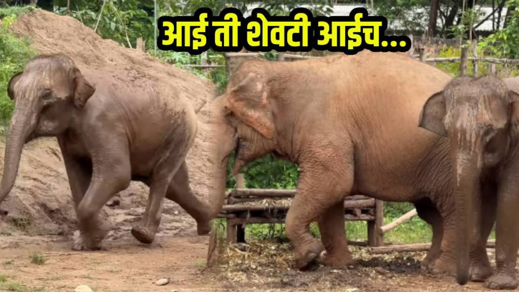mother elephant and calf love