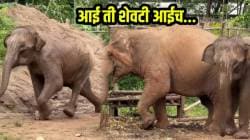 VIDEO: आपली काय अन् प्राण्यांची काय; आई ती शेवटी आईच… बराच वेळ जंगलात खेळणारं हत्तीचं पिल्लू आईला कसं सॉरी म्हणालं बघा