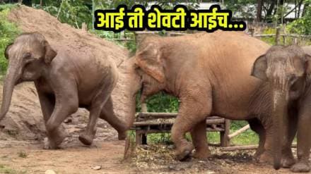mother elephant and calf love