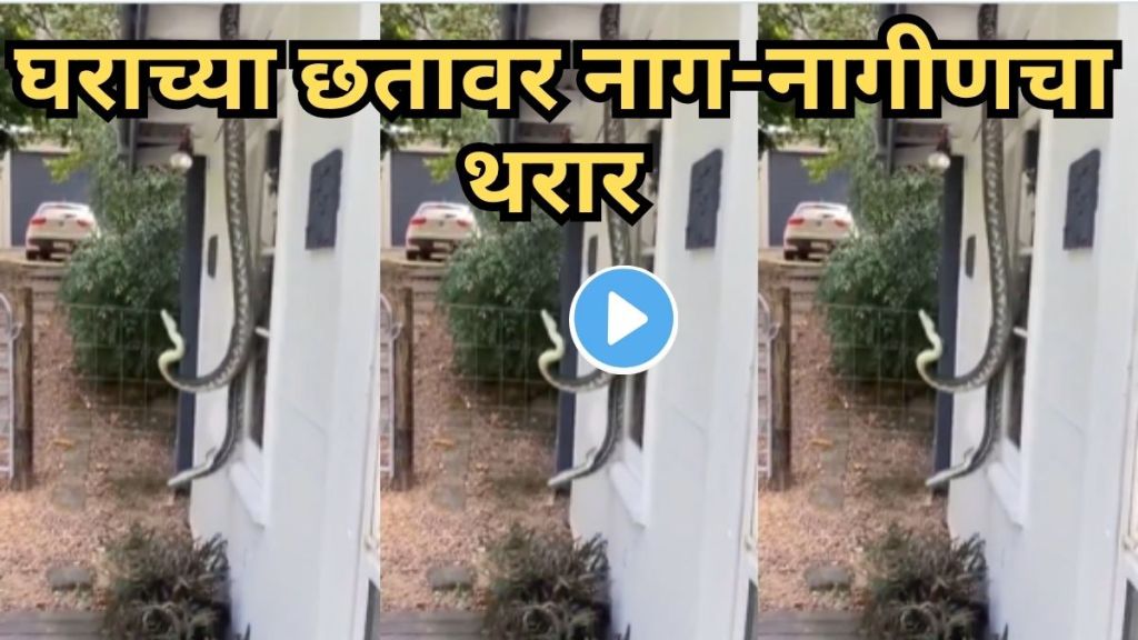 Shocking Snake Video