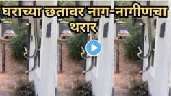बापरे! घराच्या छतावर लटकला नाग-नागीणचा जोडा, हवेत फणा लहरवत करत होते ‘ते’ अद्भुत कृत्य; VIDEO पाहून उडेल तुमचीही झोप