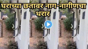 Shocking Snake Video